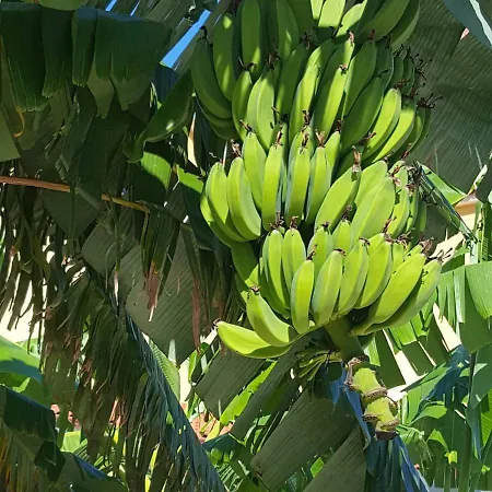 Helen Of Troy House *