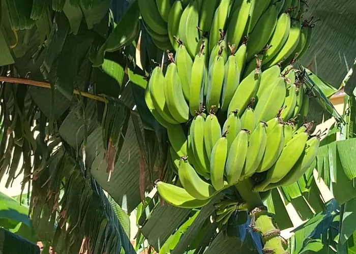 Helen Of Troy House *