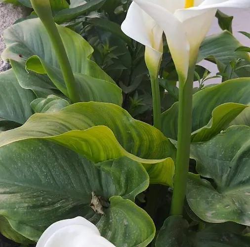 Ferienhaus Helen Of Troy House